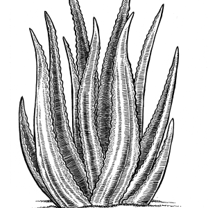 Aloe