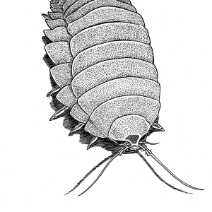 Isopod