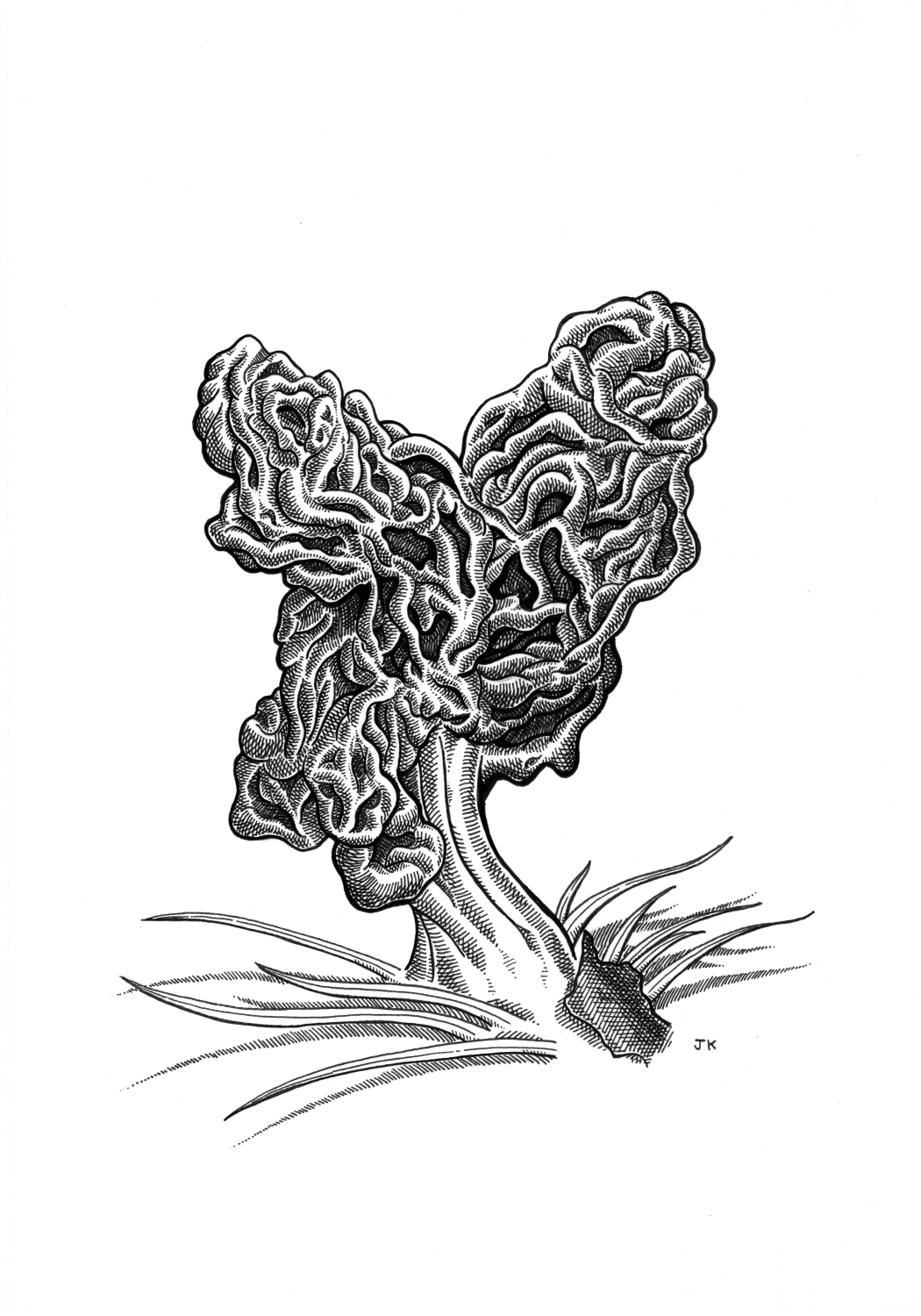 Brain Mushroom