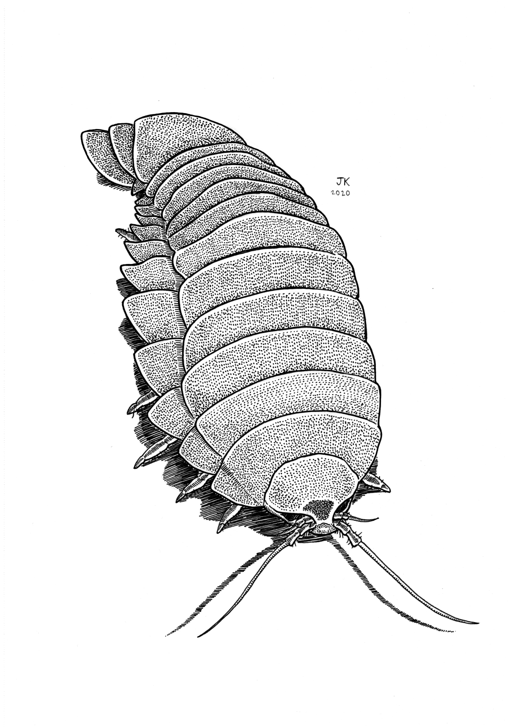 Isopod